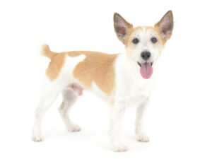 エムドッグス,動物プロダクション,ペットモデル,モデル犬,タレント犬,ジャックラッセルテリア,じょんれのん