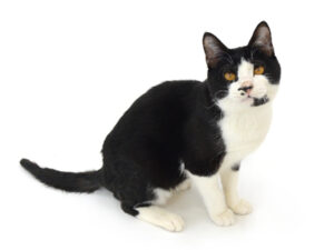 エムドッグス,動物プロダクション,ペットモデル,モデル猫,タレント猫,MIX猫,オセロ