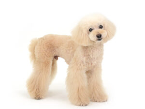 エムドッグス,動物プロダクション,ペットモデル,モデル犬,タレント犬,トイプードル,麦太,むぎた