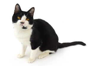 エムドッグス,動物プロダクション,ペットモデル,モデル猫,タレント猫,MIX猫,オセロ