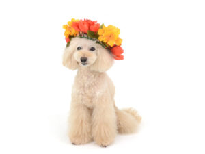 エムドッグス,動物プロダクション,ペットモデル,モデル犬,タレント犬,トイプードル,麦太,むぎた