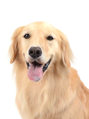 エムドッグス,動物プロダクション,ペットモデル,モデル犬,タレント犬,ゴールデンレトリーバー,ルナ