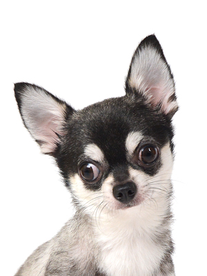 エムドッグス,動物プロダクション,ペットモデル,モデル犬,タレント犬,チワワ,メロ