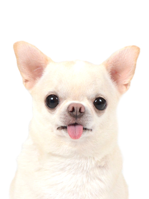 エムドッグス,動物プロダクション,ペットモデル,モデル犬,タレント犬,チワワ,プータン
