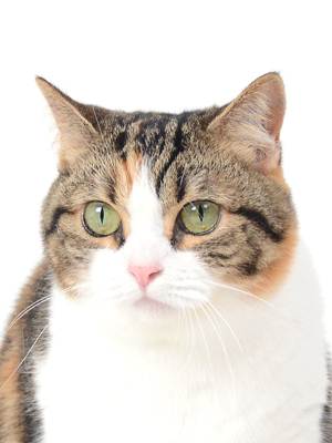 エムドッグス,動物プロダクション,ペットモデル,モデル猫,タレント猫,マンチカン,おもち