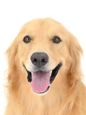 エムドッグス,動物プロダクション,ペットモデル,モデル犬,タレント犬,ゴールデンレトリーバー,なつ