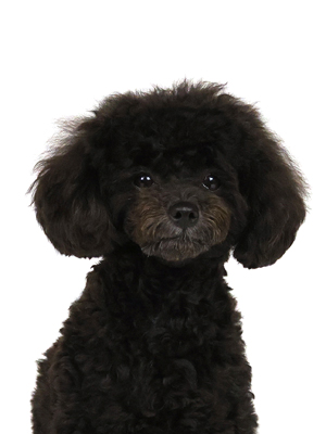 エムドッグス,動物プロダクション,ペットモデル,モデル犬,タレント犬,トイプードル,こんぶ