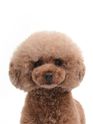 エムドッグス,動物プロダクション,ペットモデル,モデル犬,タレント犬,トイプードル,MER,メール