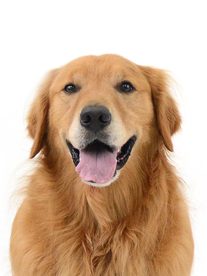 エムドッグス,動物プロダクション,ペットモデル,モデル犬,タレント犬,ゴールデンレトリーバー,れおん