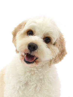 エムドッグス,動物プロダクション,ペットモデル,モデル犬,タレント犬,マービー