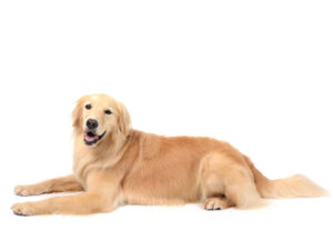 エムドッグス,動物プロダクション,ペットモデル,モデル犬,タレント犬,ゴールデンレトリーバー,ルナ
