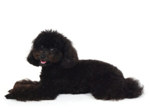 エムドッグス,動物プロダクション,ペットモデル,モデル犬,タレント犬,トイプードル,こんぶ