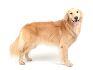 エムドッグス,動物プロダクション,ペットモデル,モデル犬,タレント犬,ゴールデンレトリーバー,ルナ