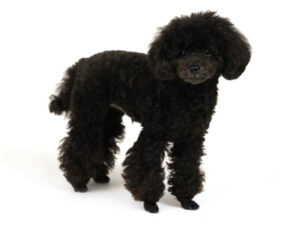 エムドッグス,動物プロダクション,ペットモデル,モデル犬,タレント犬,トイプードル,こんぶ