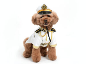 エムドッグス,動物プロダクション,ペットモデル,モデル犬,タレント犬,トイプードル,MER,メール