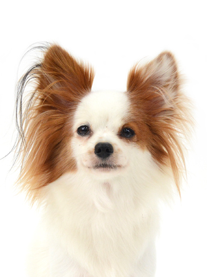 エムドッグス,動物プロダクション,ペットモデル,モデル犬,タレント犬,パピヨン,夏希,なつき