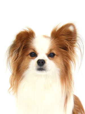 エムドッグス,動物プロダクション,ペットモデル,モデル犬,タレント犬,パピヨン,ポチの助