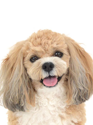 エムドッグス,動物プロダクション,ペットモデル,モデル犬,タレント犬,MIX犬,風太,ふうた