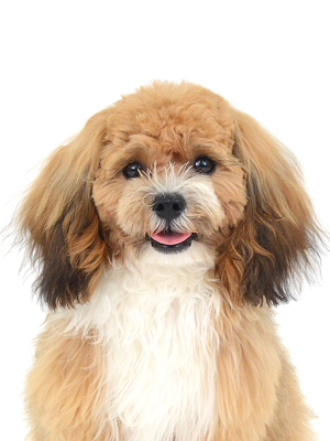 エムドッグス,動物プロダクション,ペットモデル,モデル犬,タレント犬,MIX犬,風太,ふうた