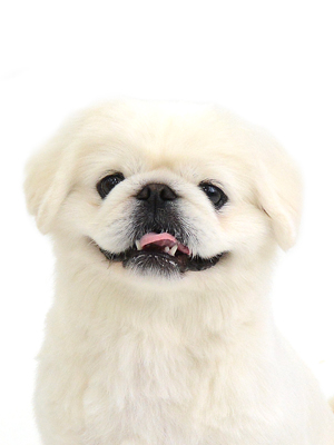 エムドッグス,動物プロダクション,ペットモデル,モデル犬,タレント犬,ペキニーズ,ぽん