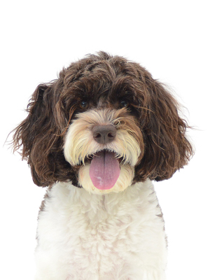 エムドッグス,動物プロダクション,ペットモデル,モデル犬,タレント犬,オーストラリアンラブラドゥードル,ユロ