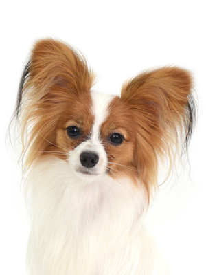 エムドッグス,動物プロダクション,ペットモデル,モデル犬,タレント犬,パピヨン,みるく