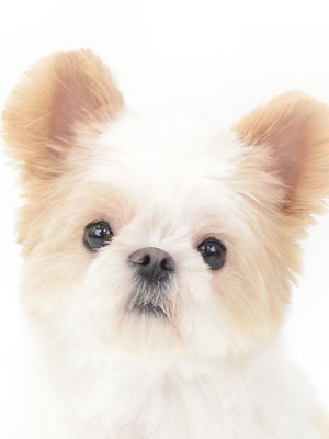 エムドッグス,動物プロダクション,ペットモデル,モデル犬,タレント犬,MIX犬,はな