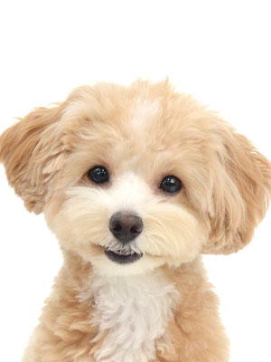 エムドッグス,動物プロダクション,ペットモデル,モデル犬,タレント犬,MIX犬,瑠璃,るり