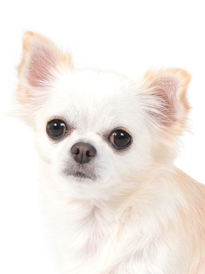 エムドッグス,動物プロダクション,ペットモデル,モデル犬,タレント犬,チワワ,キララ