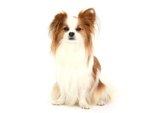 エムドッグス,動物プロダクション,ペットモデル,モデル犬,タレント犬,パピヨン,ポチの助