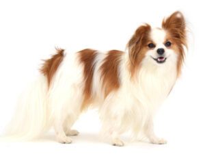 エムドッグス,動物プロダクション,ペットモデル,モデル犬,タレント犬,パピヨン,ポチの助