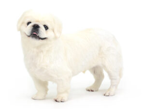 エムドッグス,動物プロダクション,ペットモデル,モデル犬,タレント犬,ペキニーズ,ぽん