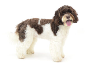 エムドッグス,動物プロダクション,ペットモデル,モデル犬,タレント犬,オーストラリアンラブラドゥードル,ユロ