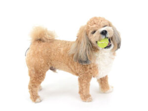 エムドッグス,動物プロダクション,ペットモデル,モデル犬,タレント犬,MIX犬,風太,ふうた
