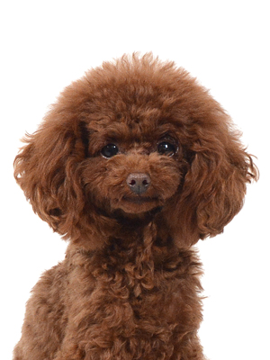エムドッグス,動物プロダクション,ペットモデル,モデル犬,タレント犬,トイプードル,紡,つむぎ
