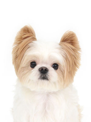 エムドッグス,動物プロダクション,ペットモデル,モデル犬,タレント犬,MIX犬,はな