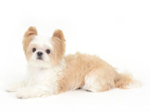 エムドッグス,動物プロダクション,ペットモデル,モデル犬,タレント犬,MIX犬,はな