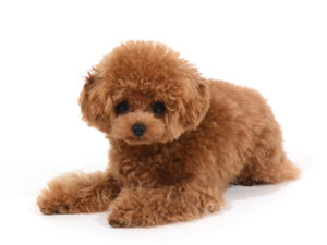 エムドッグス,動物プロダクション,ペットモデル,モデル犬,タレント犬,トイプードル,ルル