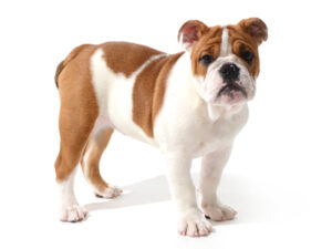 エムドッグス,動物プロダクション,ペットモデル,モデル犬,タレント犬,ブルドッグ,うに
