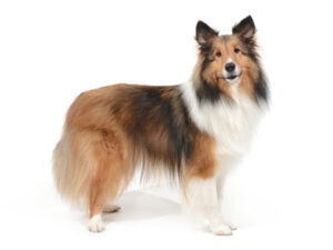 エムドッグス,動物プロダクション,ペットモデル,モデル犬,タレント犬,シェルティ,ミネバ