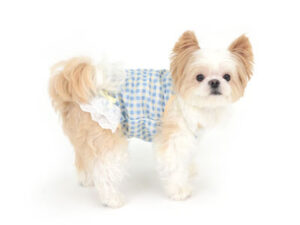 エムドッグス,動物プロダクション,ペットモデル,モデル犬,タレント犬,MIX犬,はな