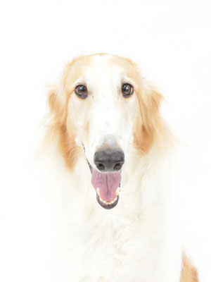 エムドッグス,動物プロダクション,ペットモデル,モデル犬,タレント犬,ボルゾイ,ヴィオラ