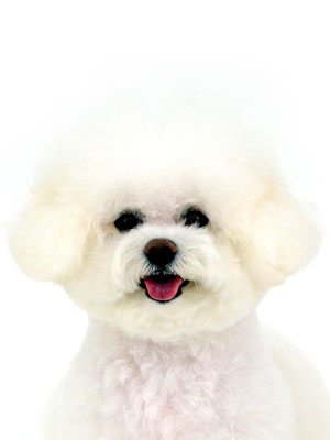 エムドッグス,動物プロダクション,ペットモデル,モデル犬,タレント犬,ビションフリーゼ,シェリー