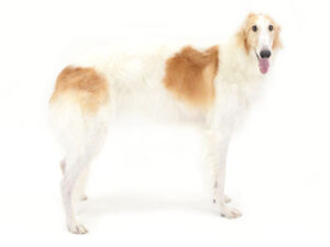 エムドッグス,動物プロダクション,ペットモデル,モデル犬,タレント犬,ボルゾイ,ヴィオラ