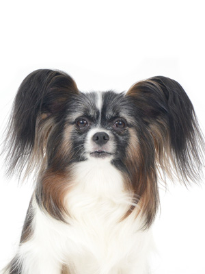 撮影,動物プロダクション,ペットモデル,ペットタレント,モデル犬,タレント犬,パピヨン,嵐,あらし