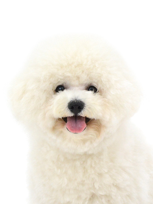 エムドッグス,動物プロダクション,ペットモデル,モデル犬,タレント犬,ビションフリーゼ,マシュ