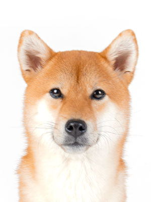 エムドッグス,動物プロダクション,ペットモデル,モデル犬,タレント犬,柴犬,コハク