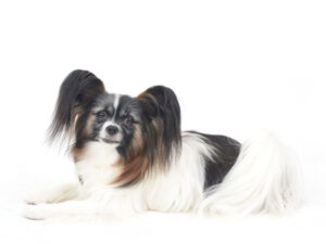 撮影,動物プロダクション,ペットモデル,ペットタレント,モデル犬,タレント犬,パピヨン,嵐,あらし