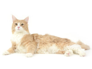 ペットモデル,ノルウェージャンフォレストキャット,クリーム