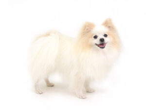 動物プロダクション,ペットモデル,ペットタレント,モデル犬,タレント犬,MIX犬,ラピス